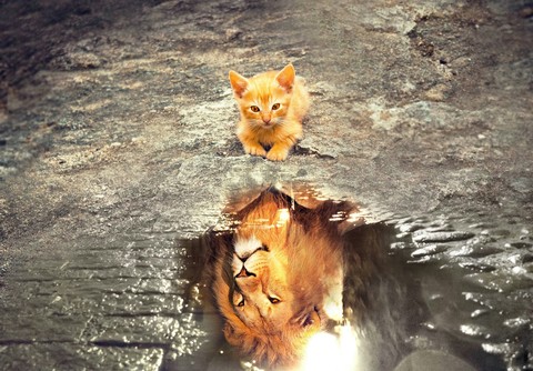 Cat Lion