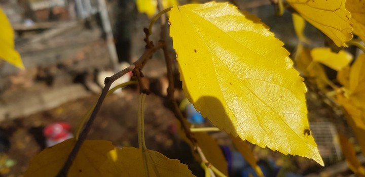 leaf