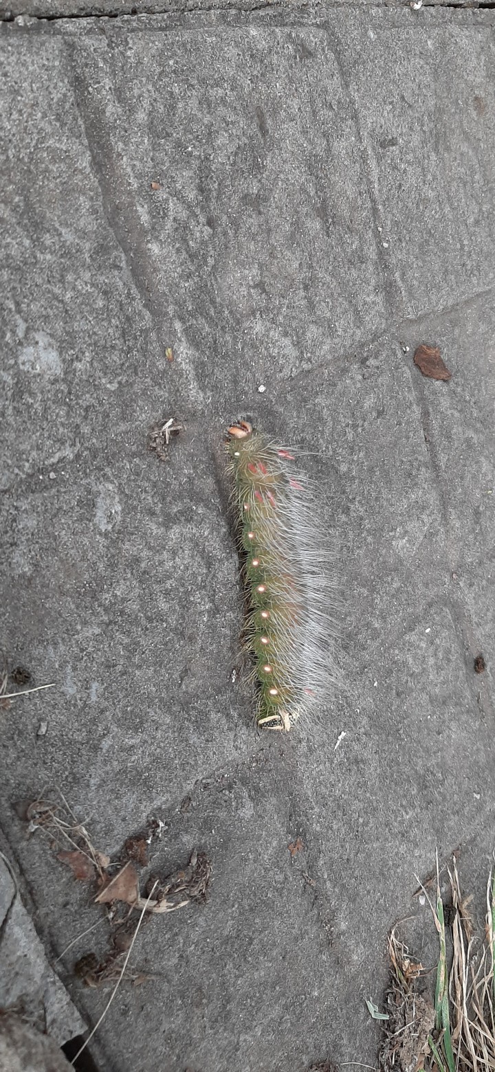Oruga