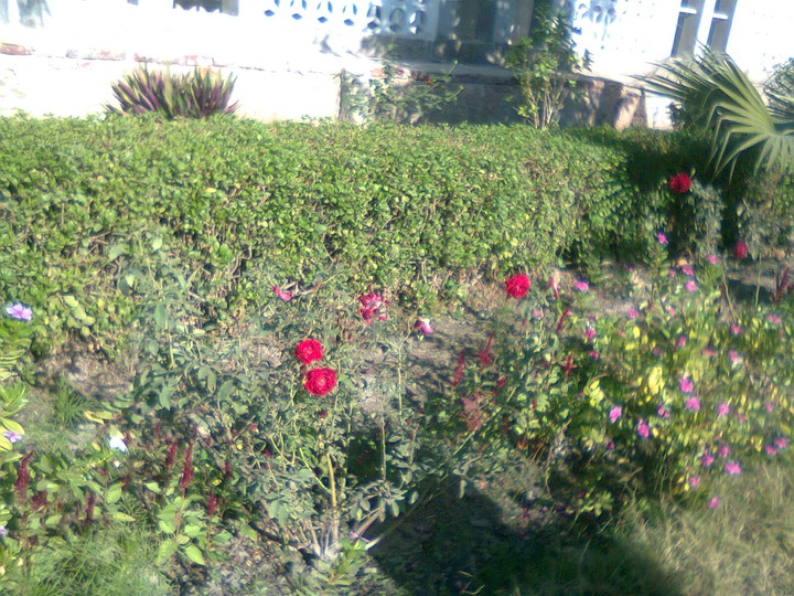 garden