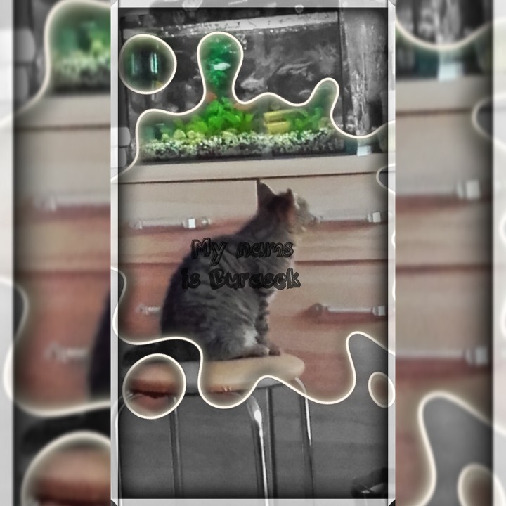 My cat  Burasek