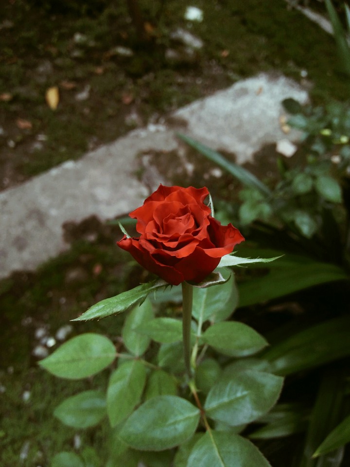 little red