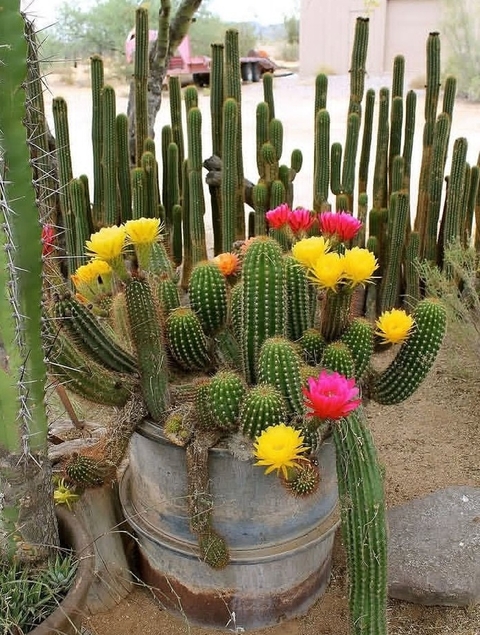 flowerpot, pottery वॉलपेपर