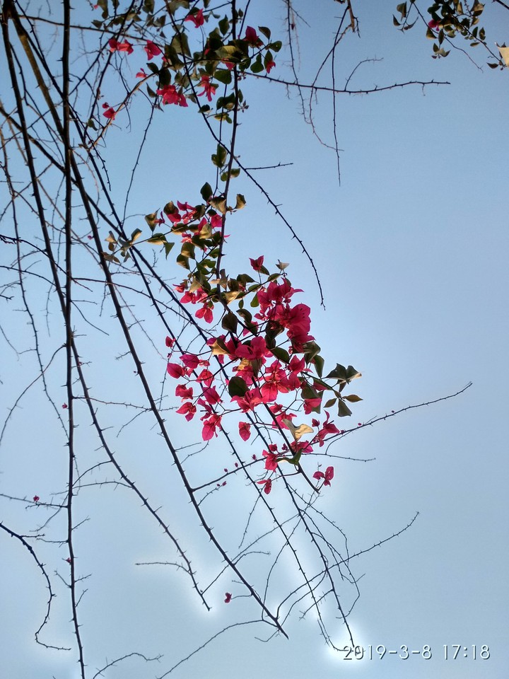flower