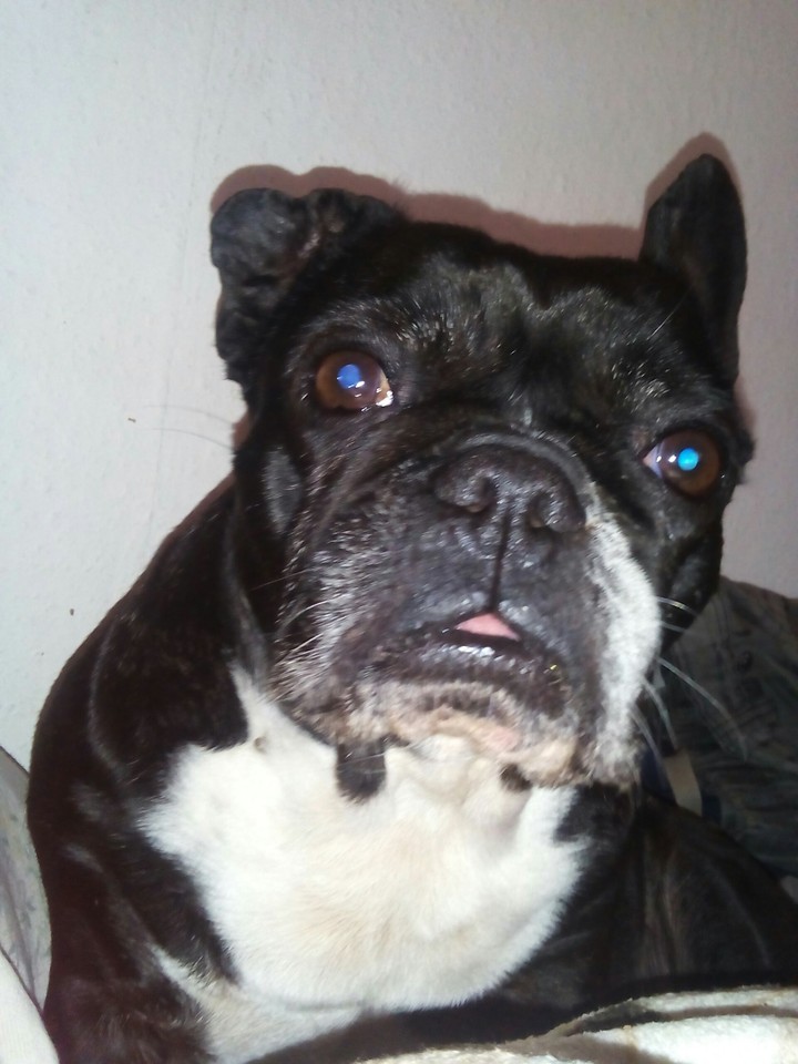 My French buldog