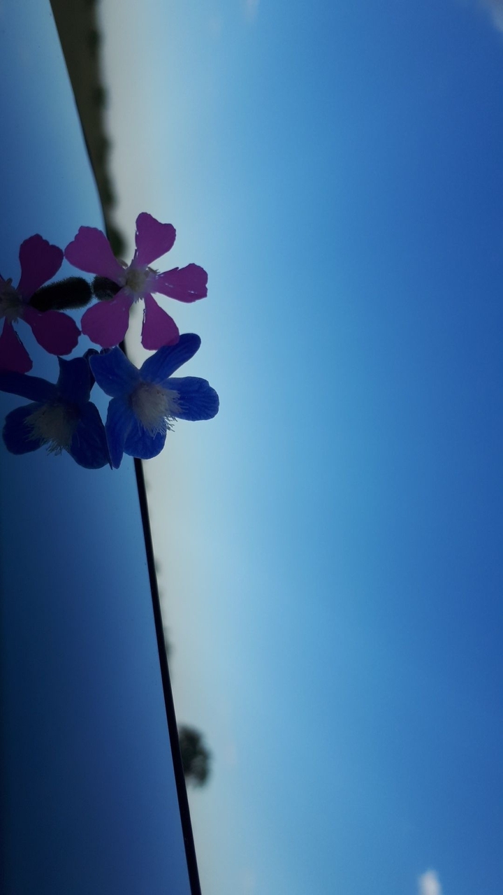 drowning in the pure sky