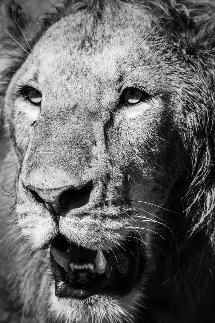 Royal