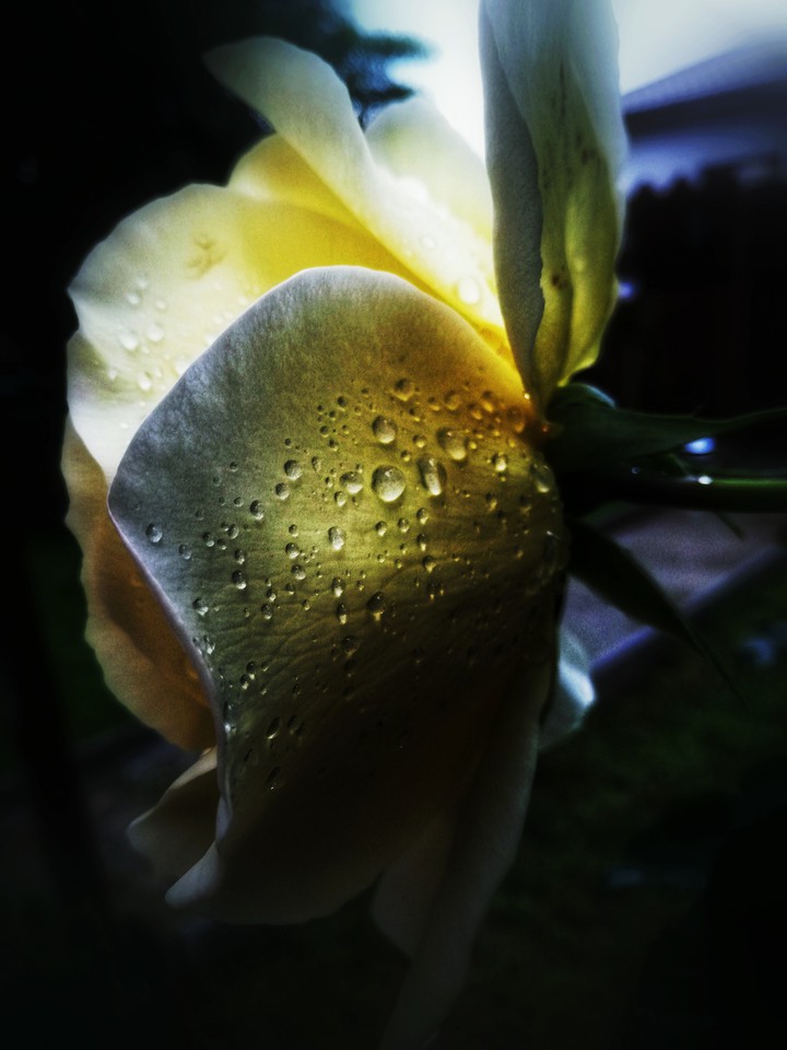 After the rain