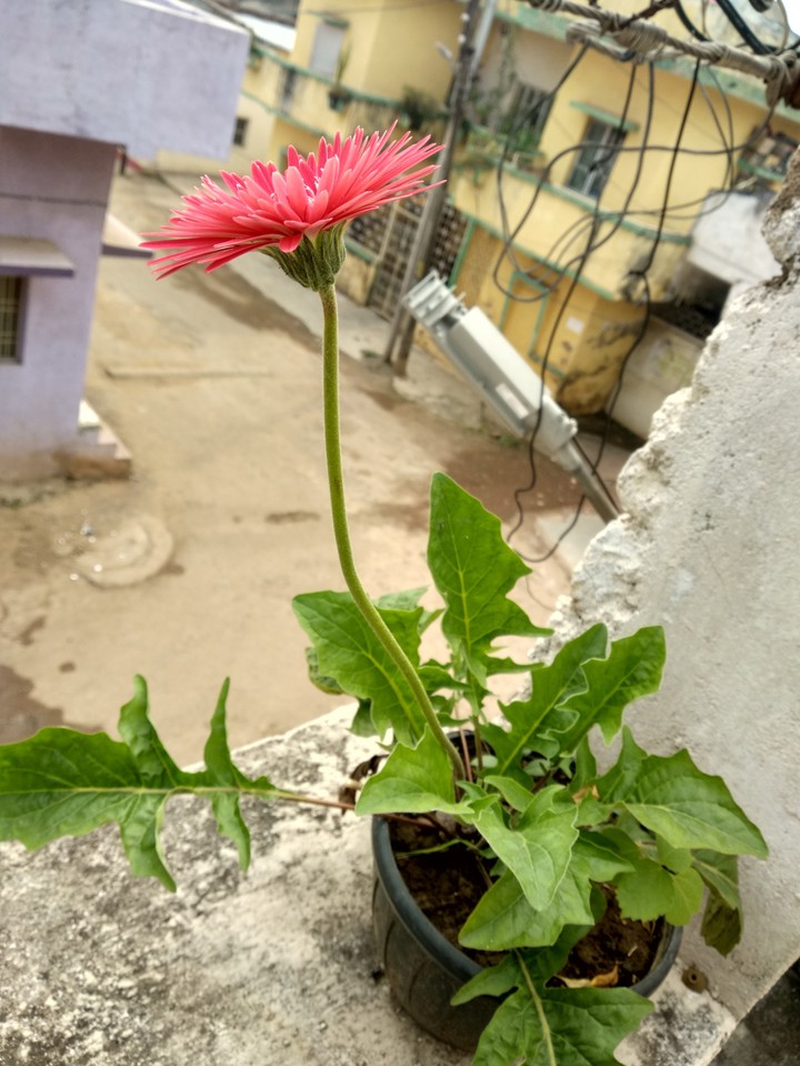 flower