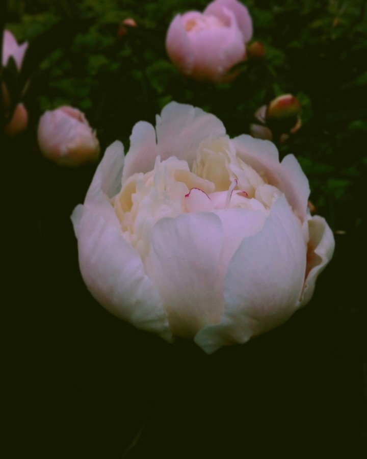 peony