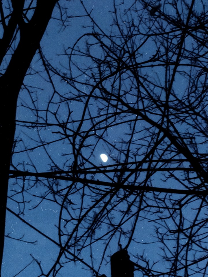 Moonlight
