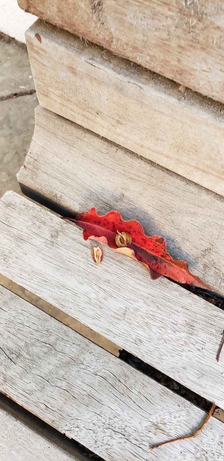 Fall is Here