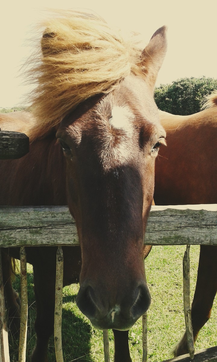 horse