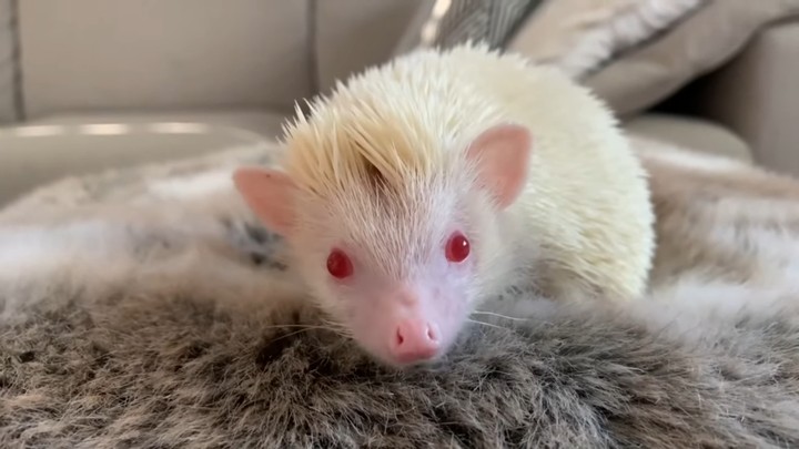 RIP Milky the Hedgehog