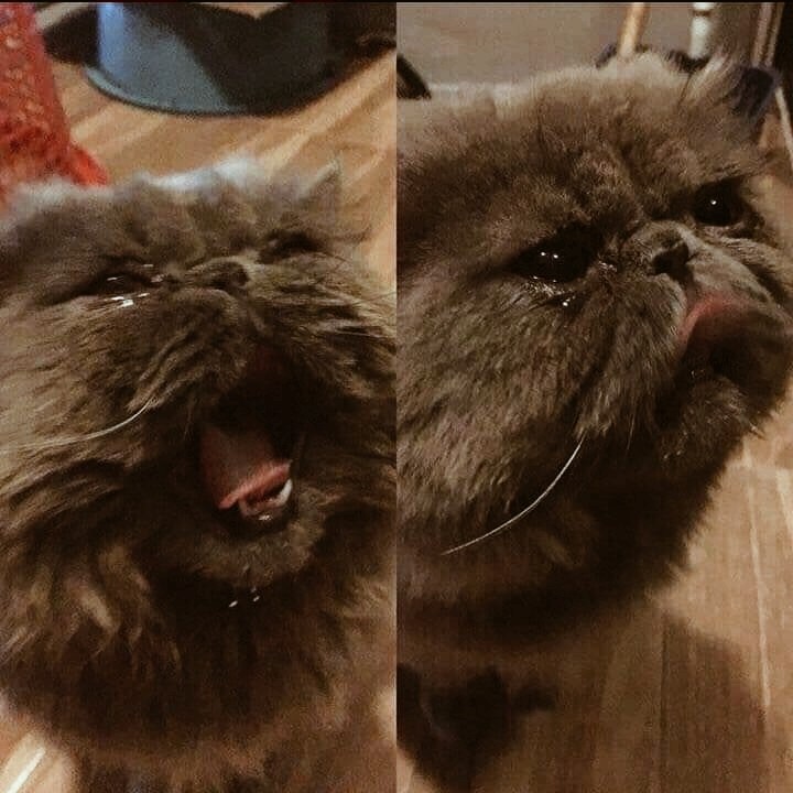 CAT_sama