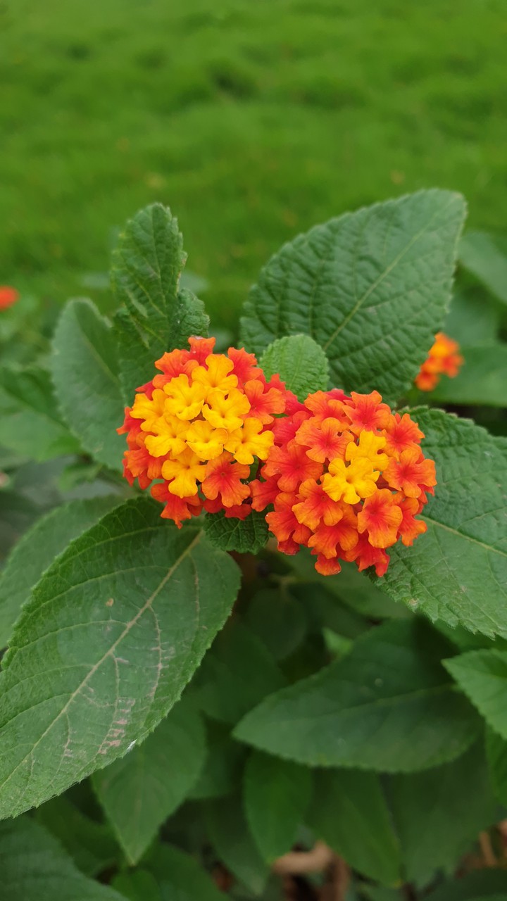 Sweet Flower