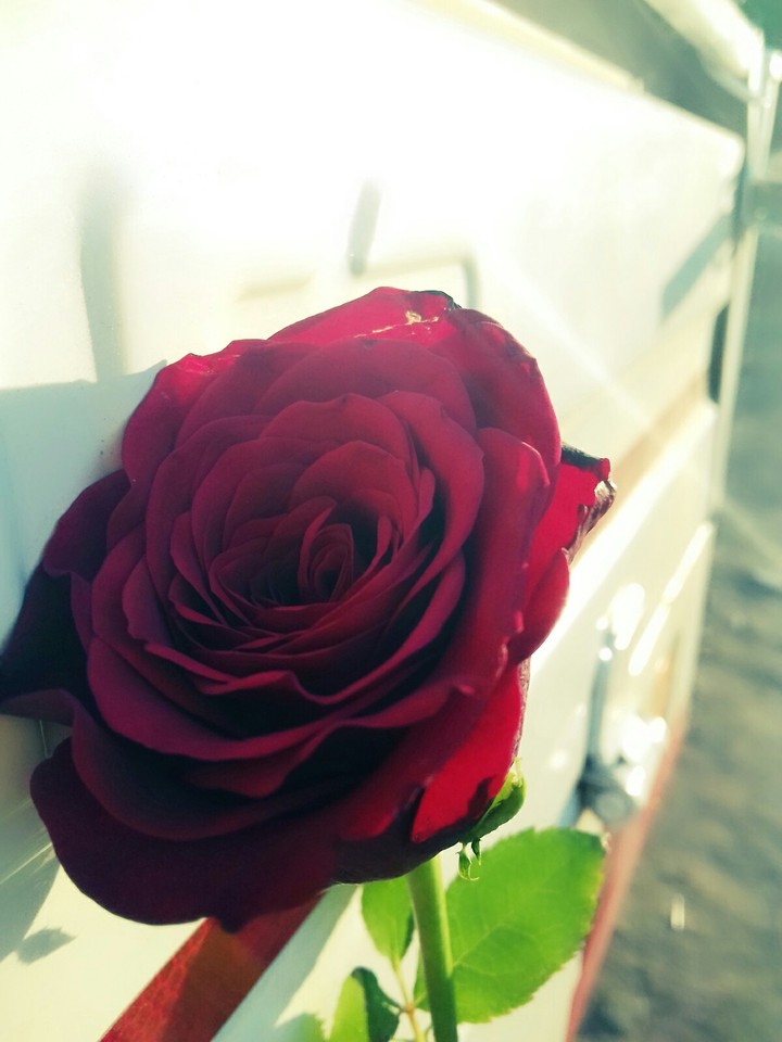 sunlit rose
