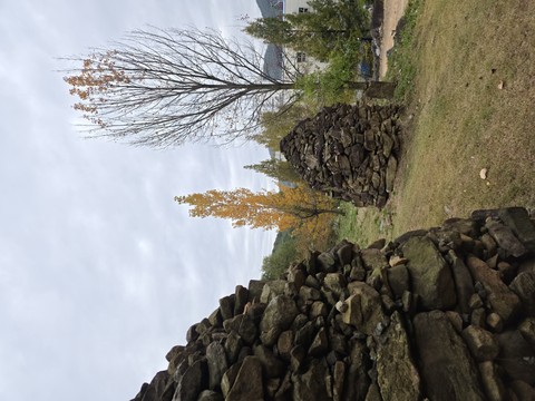 Branch, Leaf, Tree