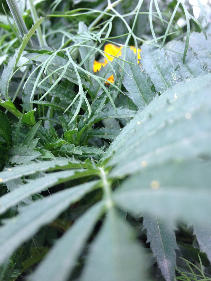 plant