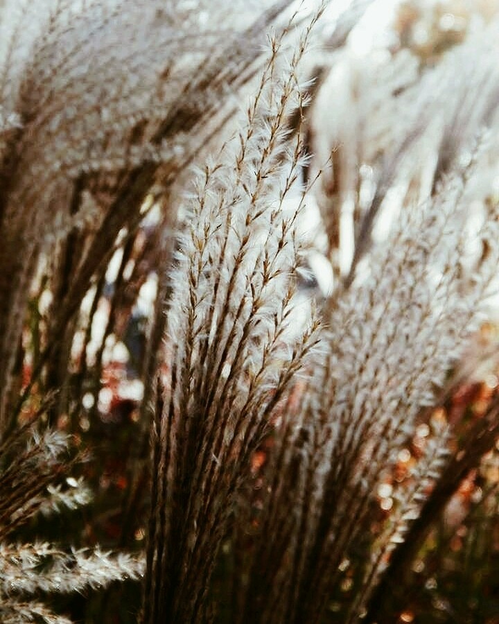 Macro