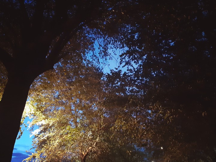 Trees at night