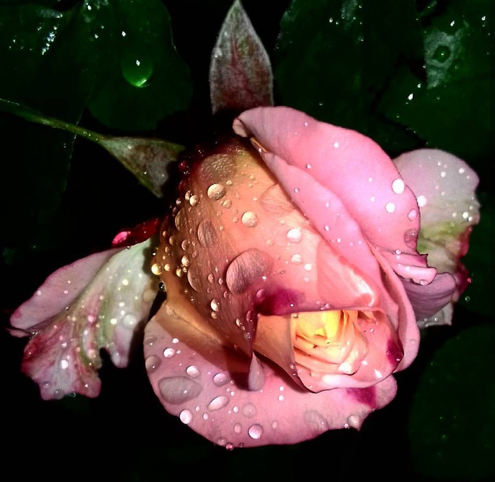 fleurs