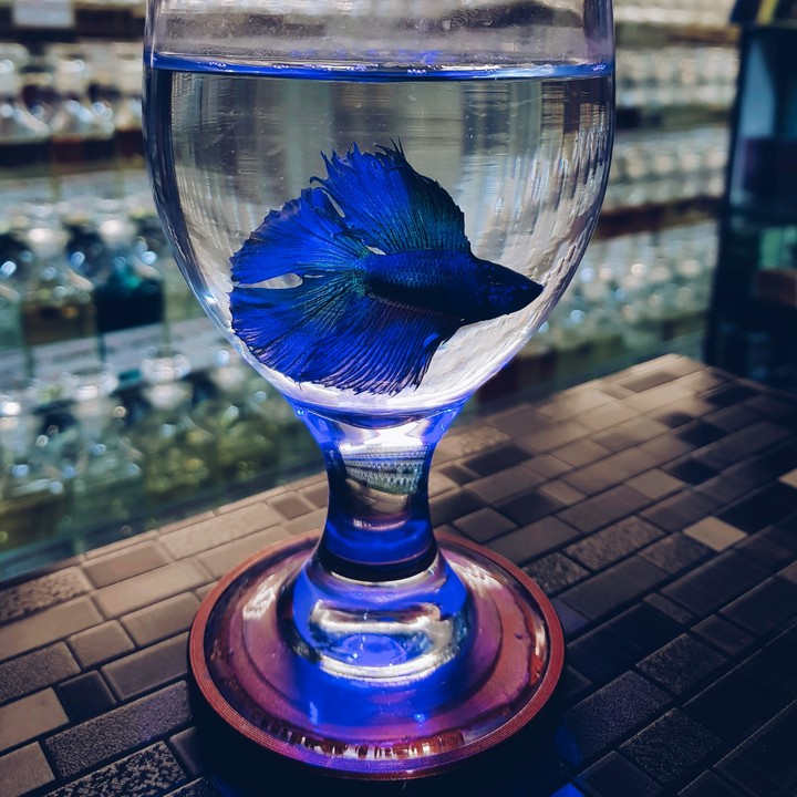 fighter fish