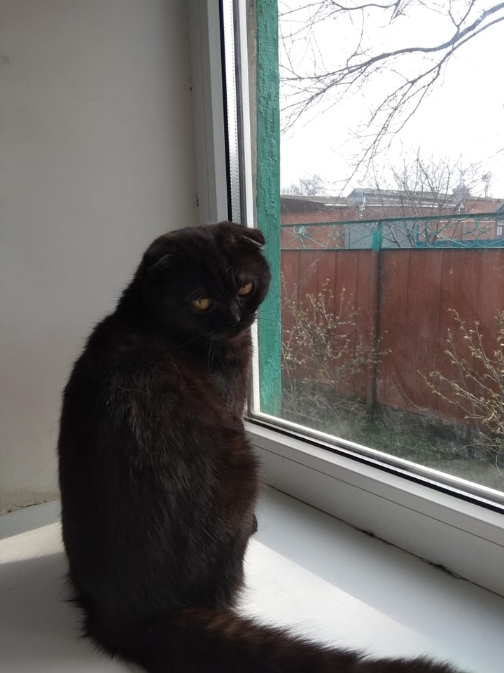 , мой котик?