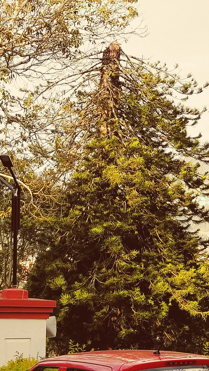 the inverted tree