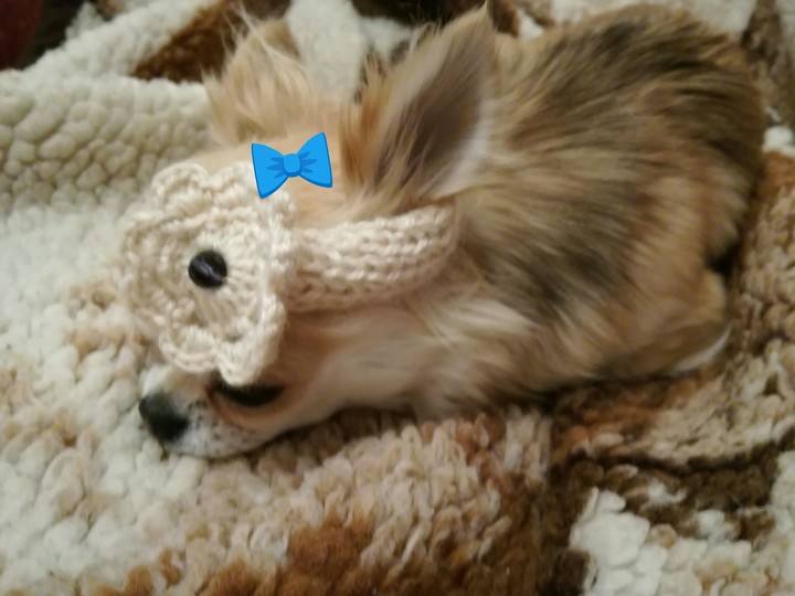 Dog Berry