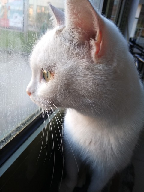 kedi, cat