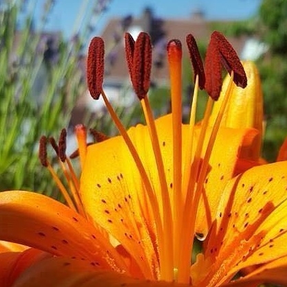 Blume