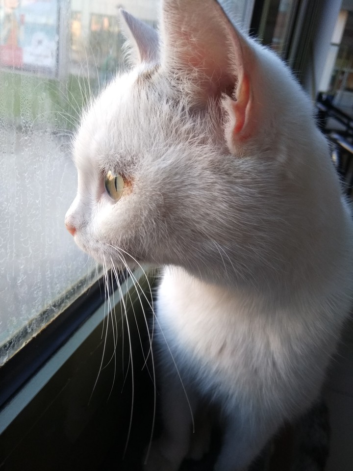 kedi, cat