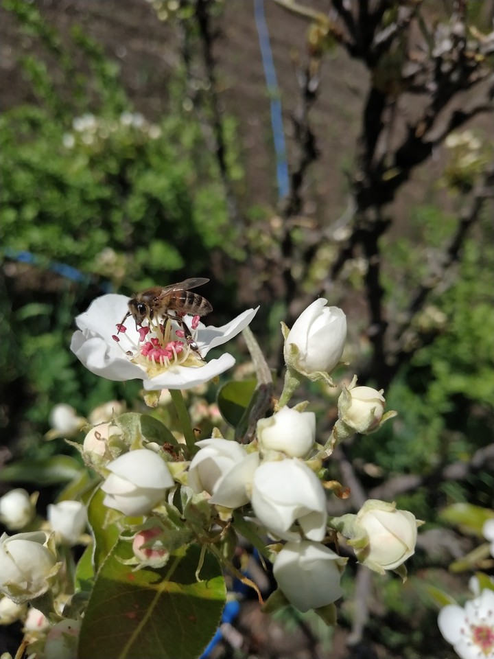 busy bee