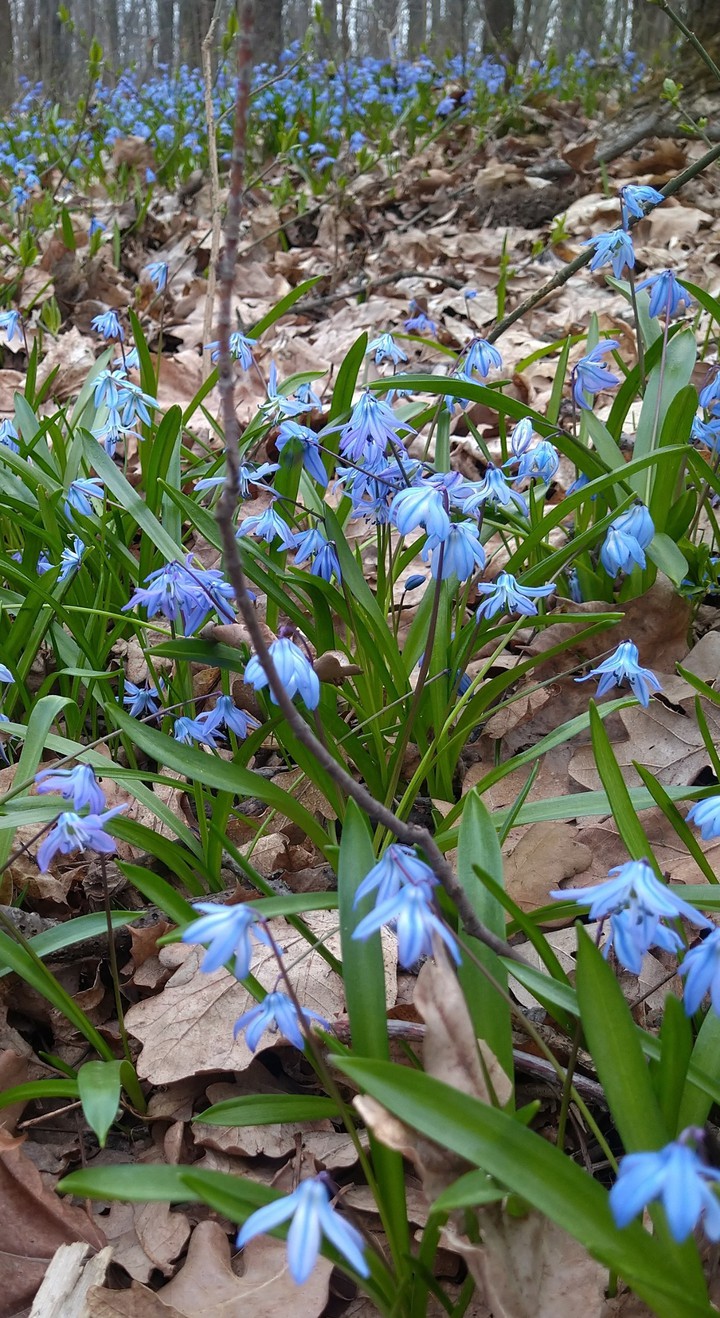 весенний лес