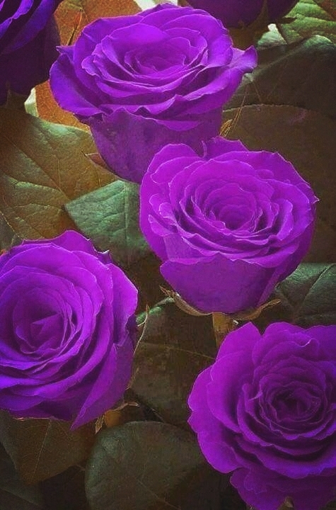 Belleza