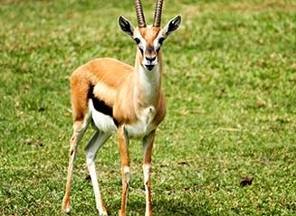 Springbock