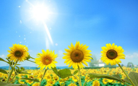 Sunflowers