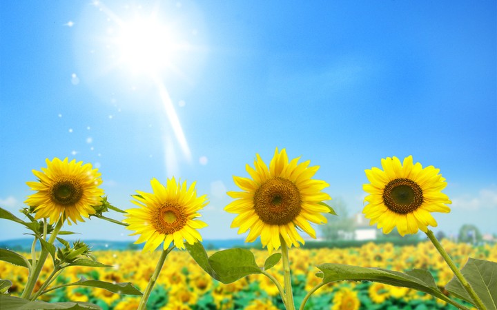 Sunflowers