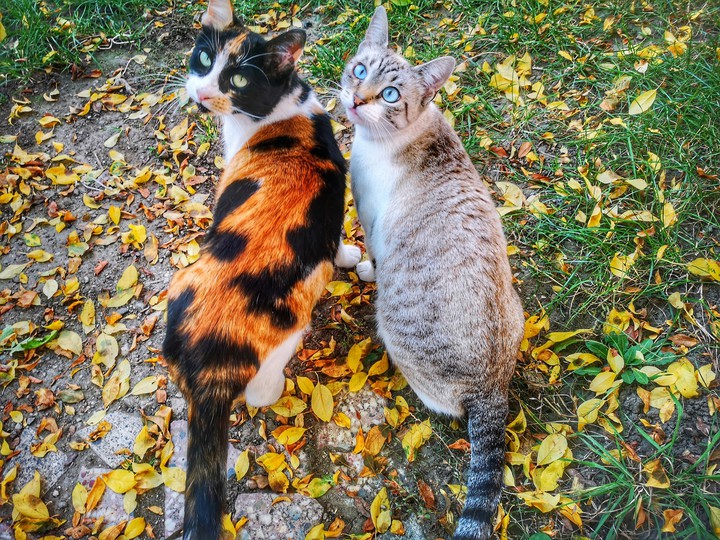 cats