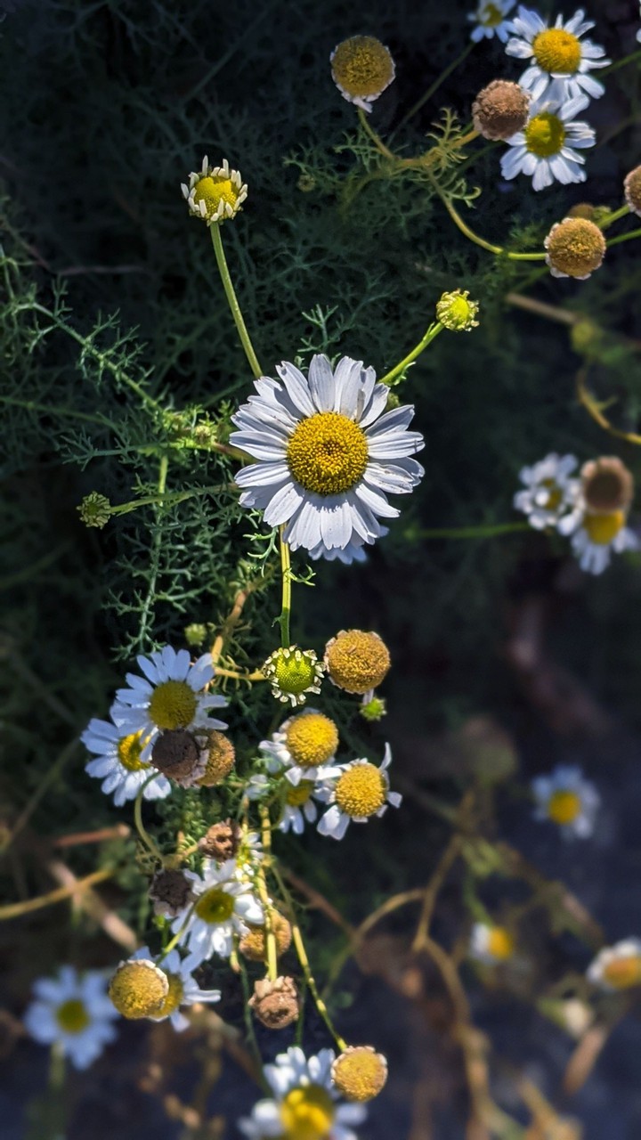 flowers by the sidewalk