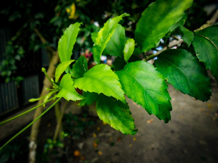 Green Leaves