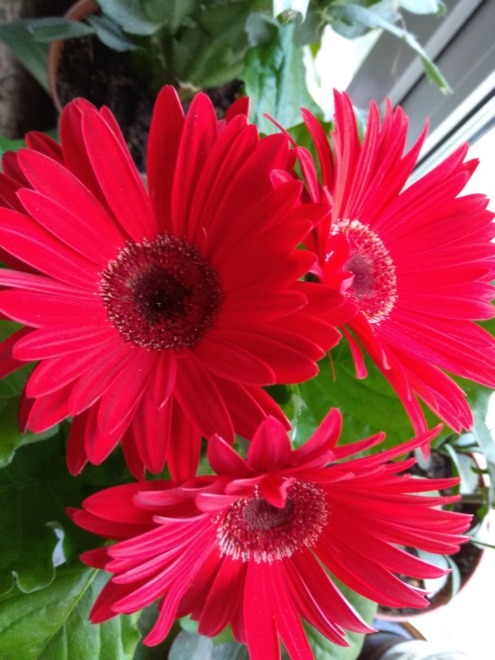 Gerbera