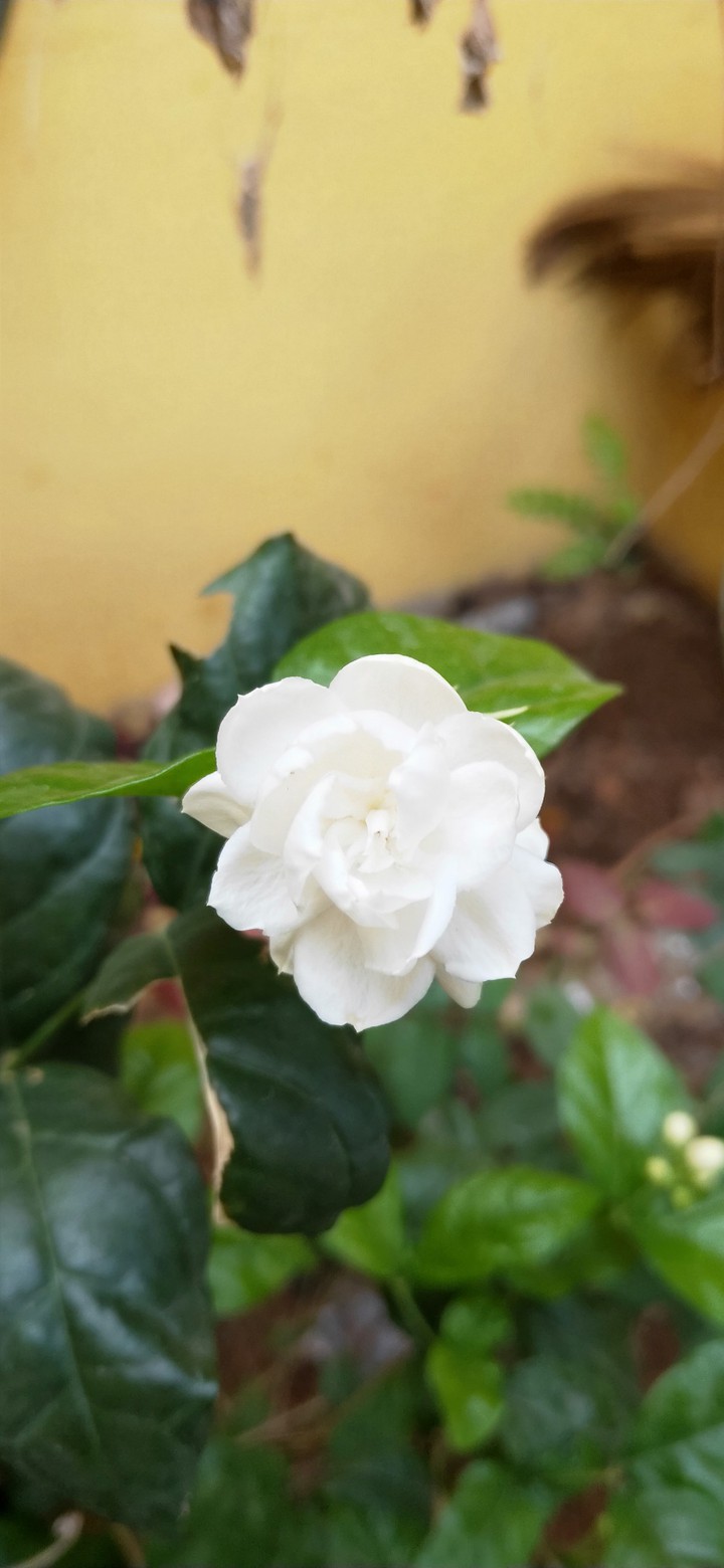 jasmine