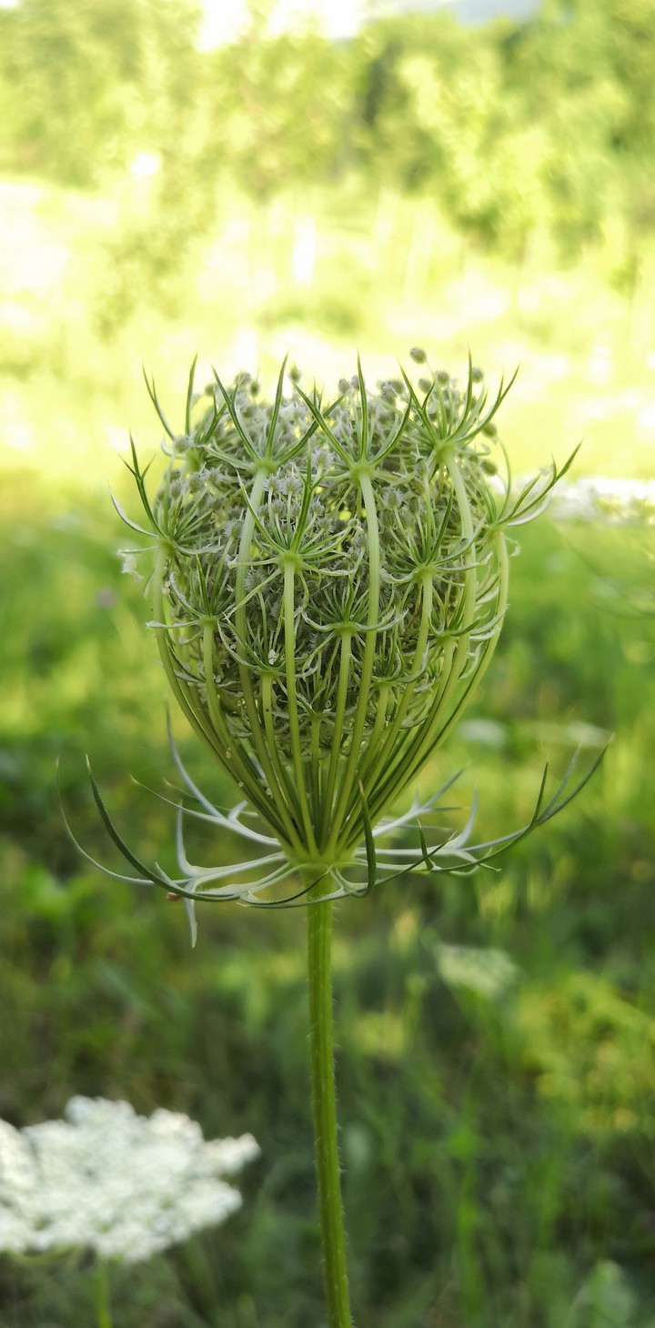 Plant green meadow