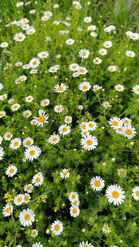 тапети nature, flower
