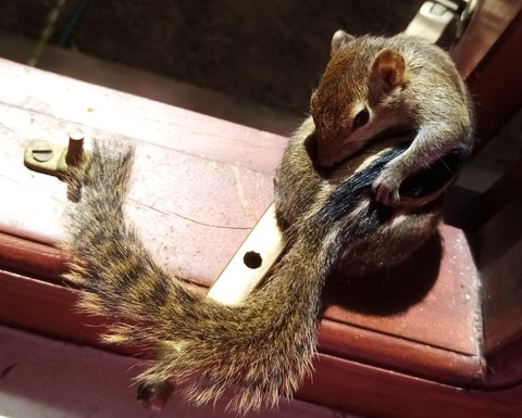 squirrel