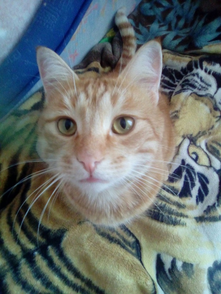 котя