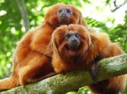 Brazilian fauna - Mico leão Dourado