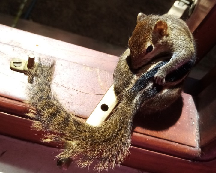 squirrel